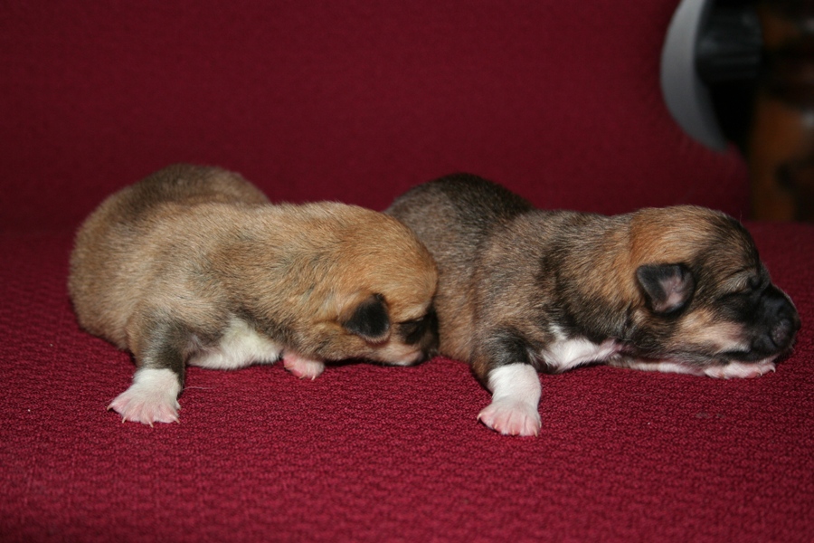 Puppies